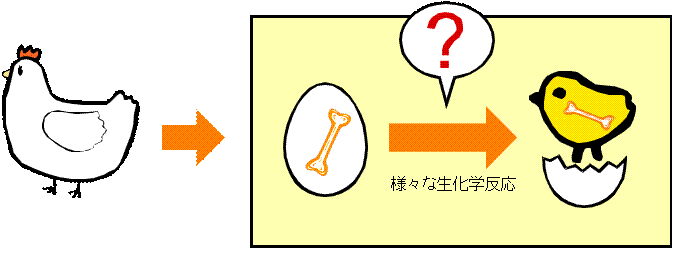 ボーンペップのイメージ図