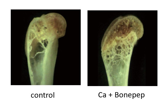 動物試験骨の画像