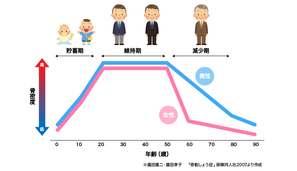 ヒトと骨の一生