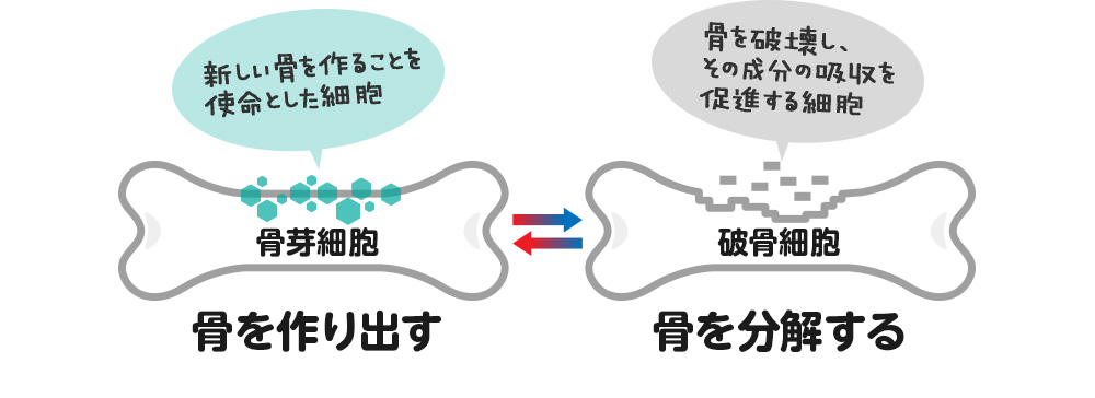 骨を作り出す 骨を分解する