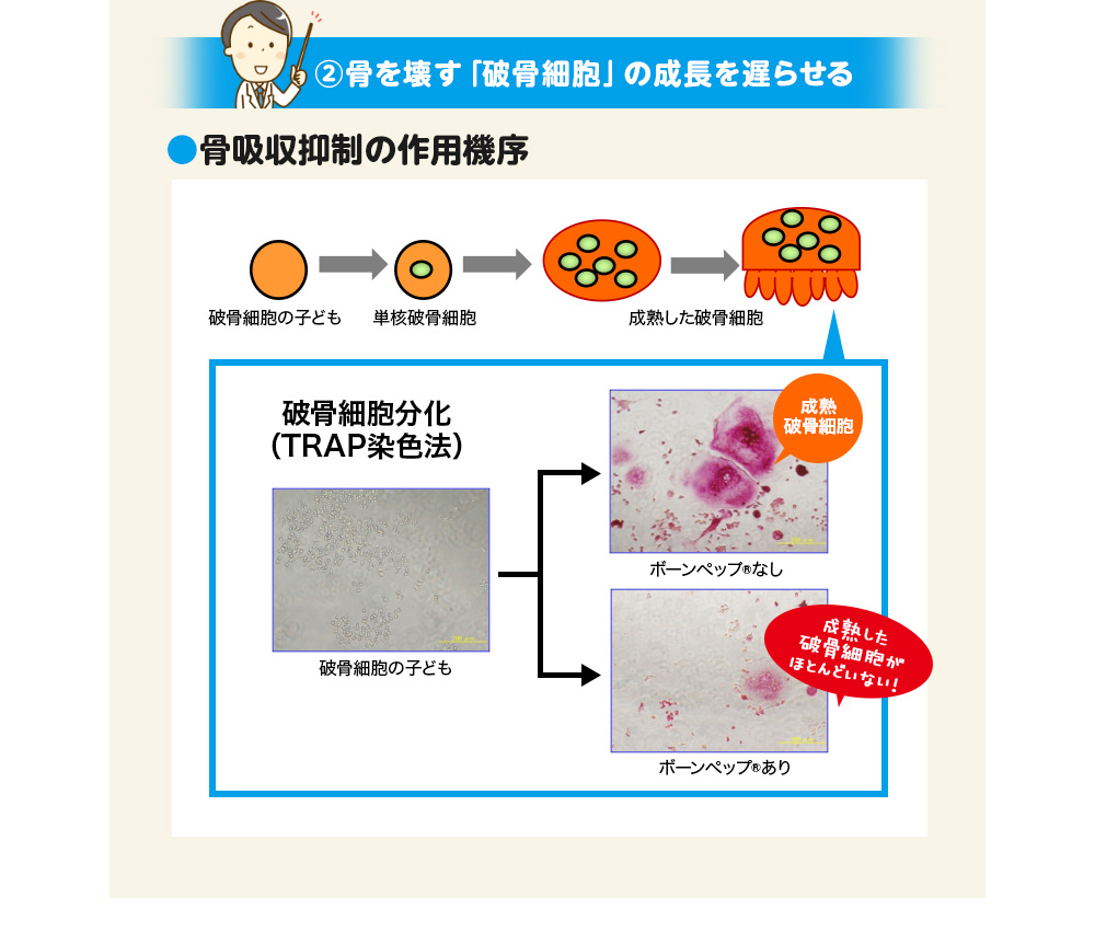 ②骨を壊す「破骨細胞」の成長を遅らせる