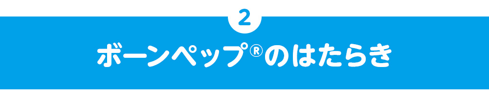 ボーンペップ®のはたらき