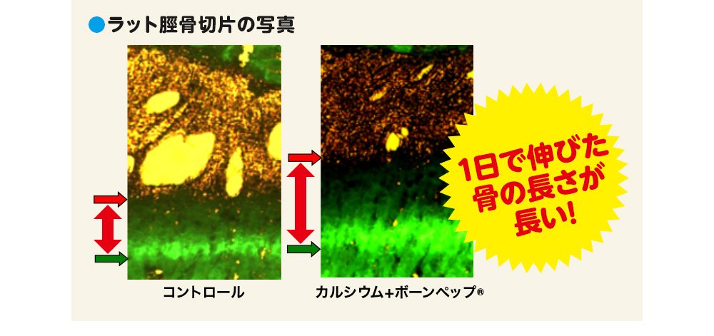 ラット脛骨切片の写真