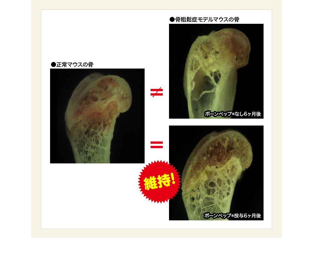 正常マウスの骨 骨粗鬆症モデルマウスの骨