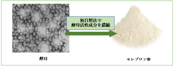 セレプロンの製造過程