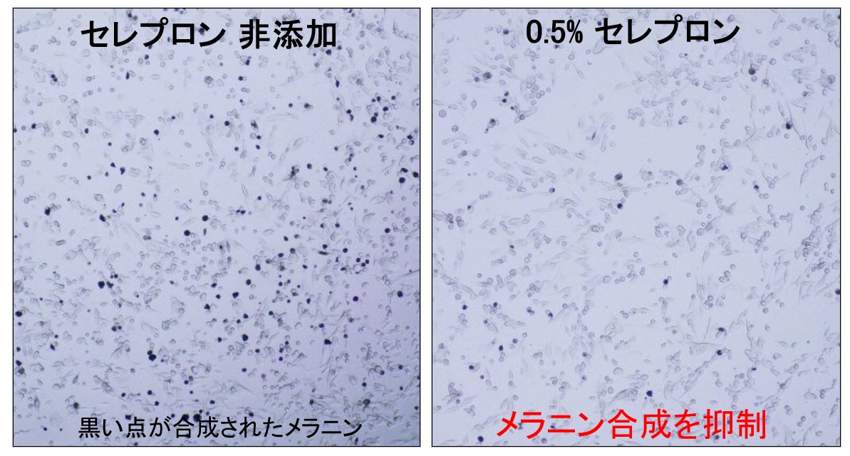 メラミンの細胞実験の画像