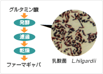 ファーマギャバの製造過程