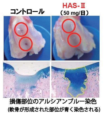 動物試験のイメージ図