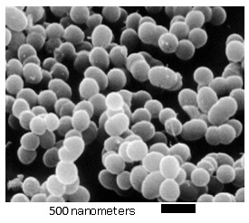 乳酸菌の拡大図