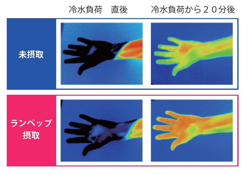 冷え性改善イメージ図