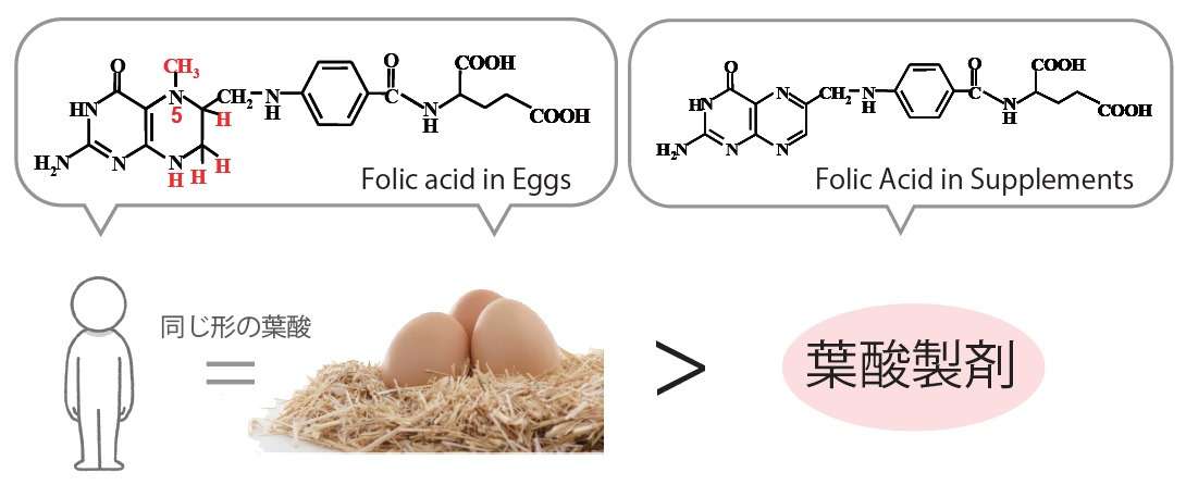 葉酸吸収イメージ図